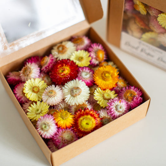 Strawflower Daisy Heads