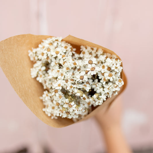 Muscle Creek Creative® Dried Ixodia Daisies