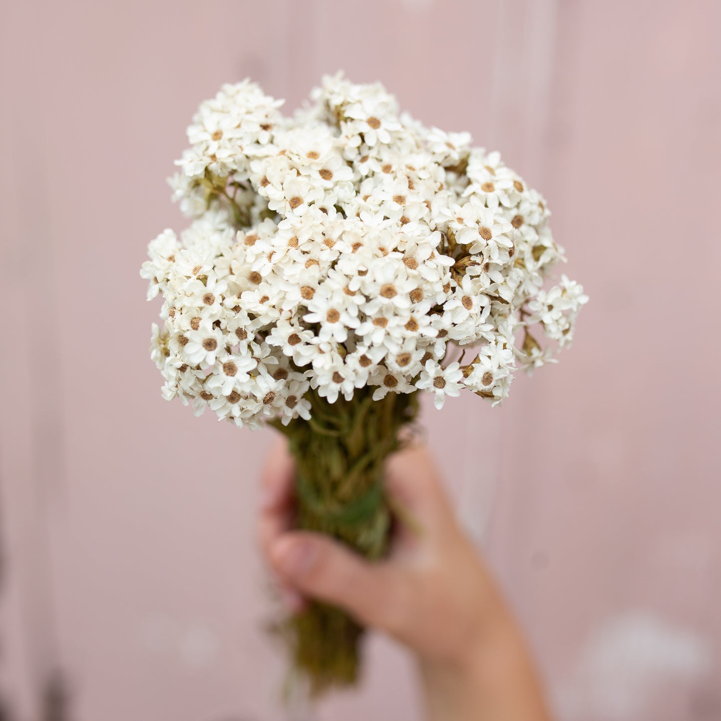 Muscle Creek Creative® Dried Ixodia Daisies