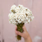 Muscle Creek Creative® Dried Ixodia Daisies