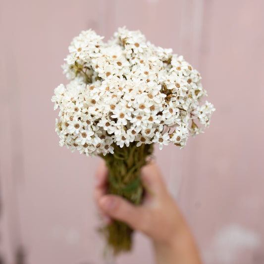 Muscle Creek Creative® Dried Ixodia Daisies